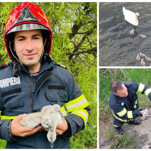Pui de lebădă salvați de echipajul ISU Cluj