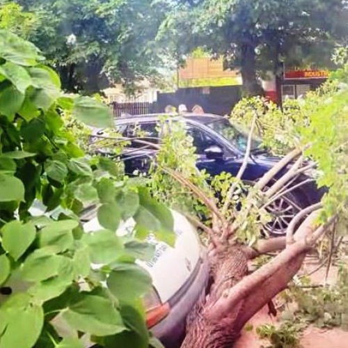 Pompierii din Buzău salvează trei persoane după ce un copac a căzut peste o mașină