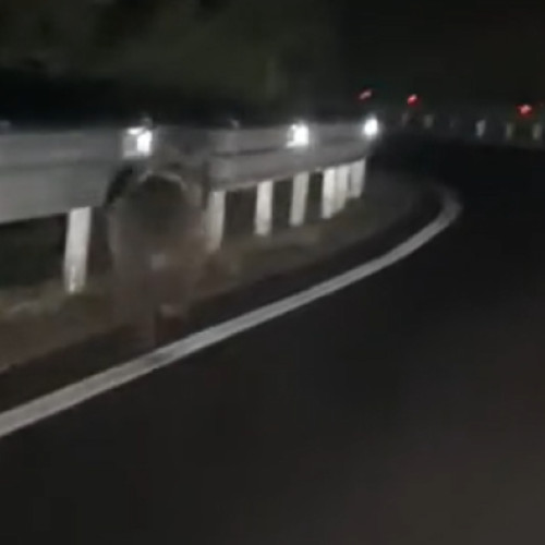 Imagini cu un urs surprins în Dealu Negru, județul Cluj