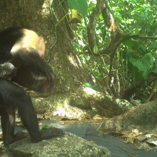 Capucinii rapesc pui de maimuta urlatoare: o noua tendinta neobisnuita