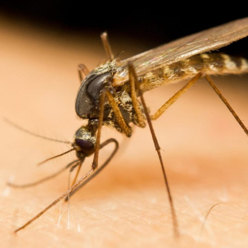 Medicul Tudor Ciuhodaru avertizează asupra pericolelor înțepăturilor de țânțari