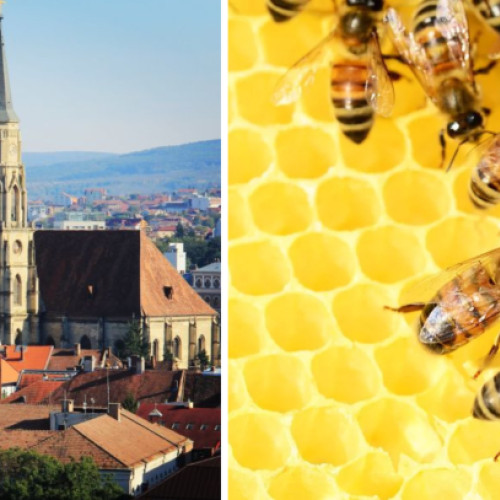 Anchete în domeniul apicol în România: 307 percheziții realizate