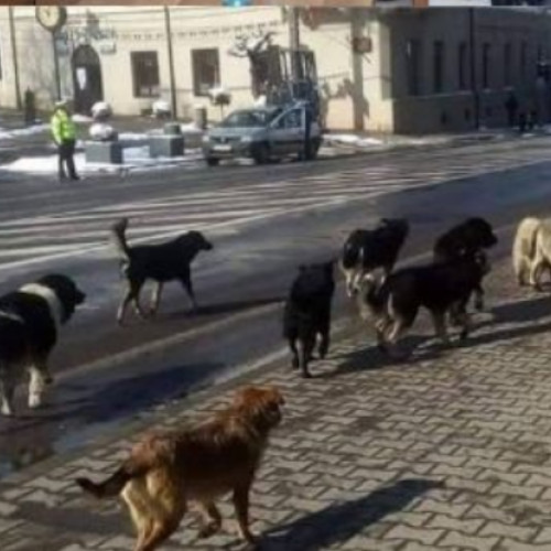 Huedin: Eșecuri repetate în gestionarea câinilor fără stăpân