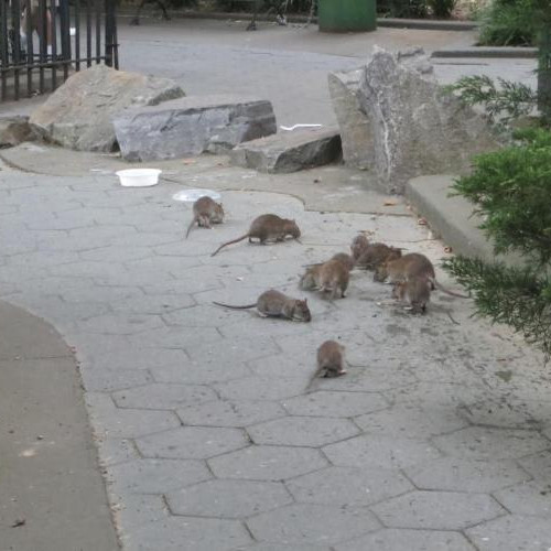 Locatarii de pe strada George Cosbuc cer ajutorul autorităților după apariția repetată a șobolanilor