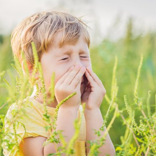 Bautura facuta in casa care combate alergia la ambrozie