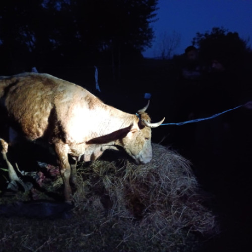 Două animale salvate de pompieri