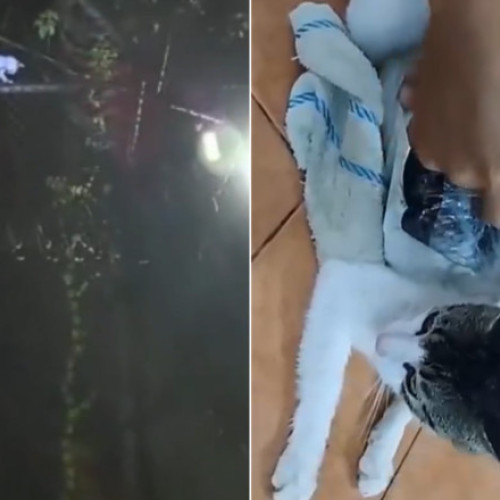 Gardienii din Costa Rica prind o pisică care transporta droguri