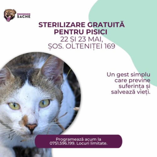 Campanie de sterilizare gratuită pentru pisici în București