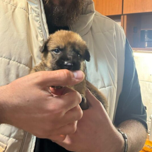 Prima dezbatere națională despre respectul față de animale în școli