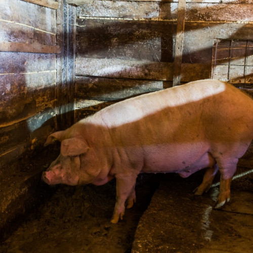 Focar de pestă porcină africană confirmat în comuna Micașa