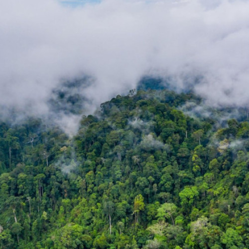 Distrugerea pădurilor tropicale atinge un nivel record în 2024