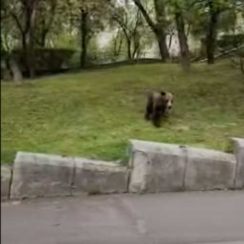 Ursii invadează zonele locuite din Brașov și Poiana Brașov