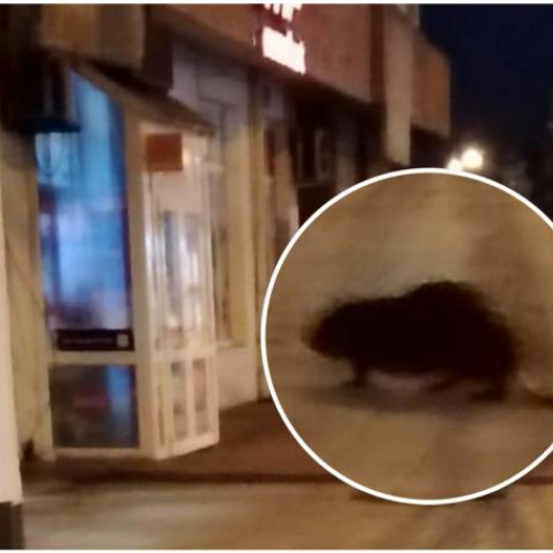 Un castor observat în mijlocul orașului