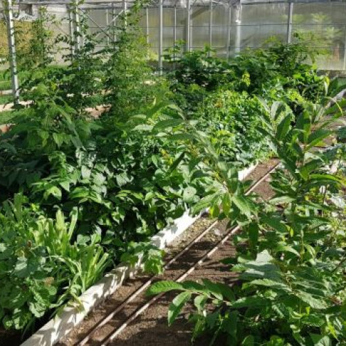 Un nou proiect pentru silvicultura durabilă în județul Brașov