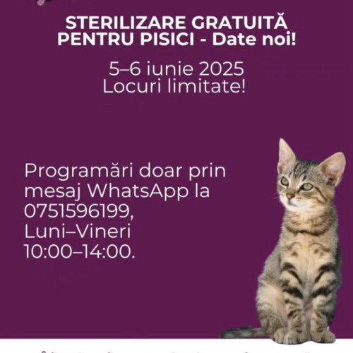 Campanie de sterilizări gratuite pentru pisici în București