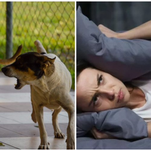 Simfonia Canina din Cluj-Napoca provoacă disconfort locuitorilor