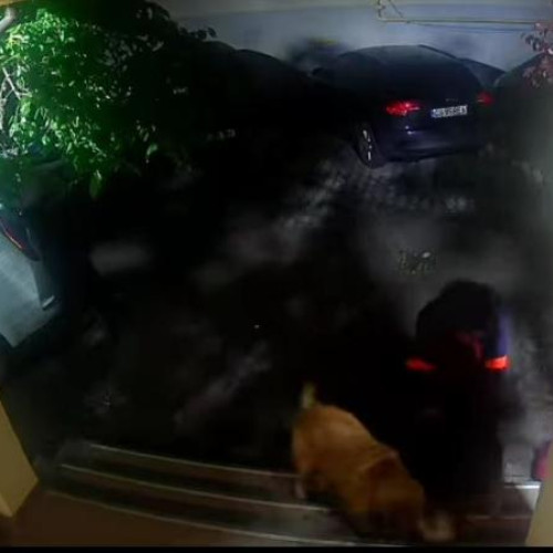 Incident grav în Florești: Doi câini agresivi atacă un cățel