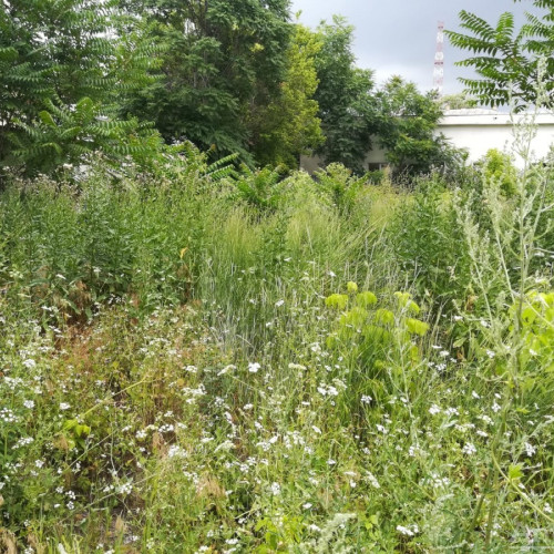 Proprietarii din Botoșani amendați pentru neîntreținerea proprietăților