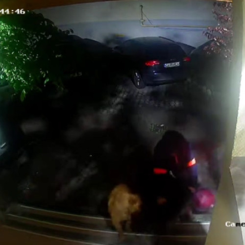 Atac violent în Florești: Un cățeluș a fost ucis de doi câini mari