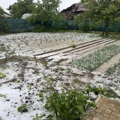 Vremea nefavorabilă afectează agricultura în Dâmbovița
