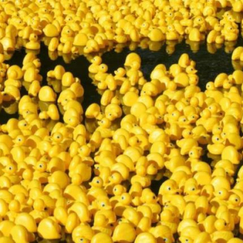 Cluj-Napoca se pregătește pentru un spectacol caritabil cu ratuste