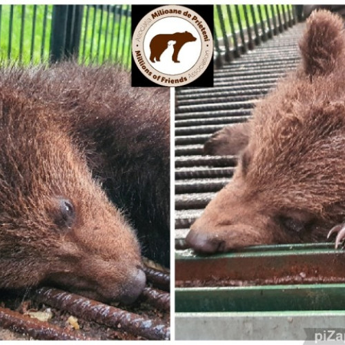 Ursoaica cu doi pui, salvată și dusă la Sanctuarul Libearty din Zărnești