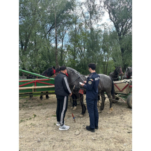 Activitate de verificare a cabalinelor în comuna Cândești