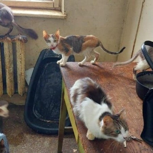 Femeie amendată pentru condiții inadecvate de trai pentru pisici în Botoșani