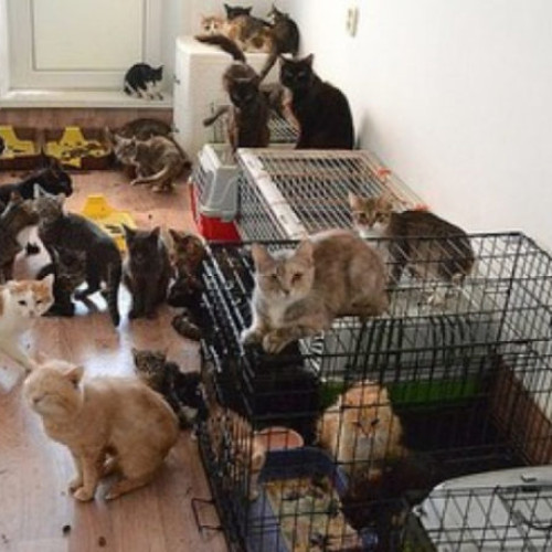 Femeie din Botoșani amendată pentru neglijarea a 75 de pisici