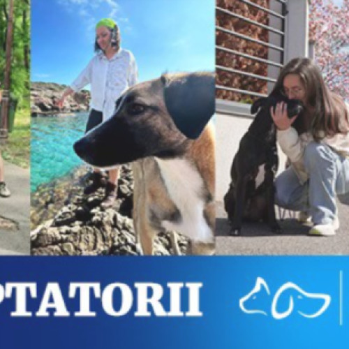 ASPA București lansează un grup pe Facebook pentru adoptatorii de câini