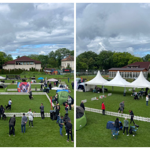 Napoca Dog Show a început, promovând frumusețea câinilor de rasă