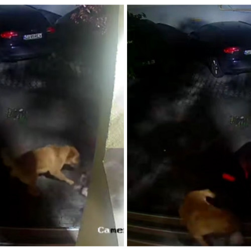 Incident tragic în Florești: un cățel ucis de doi câini mari