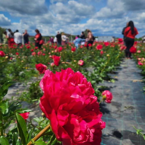 O grădină de bujori a adus bucurie în Dărmănești