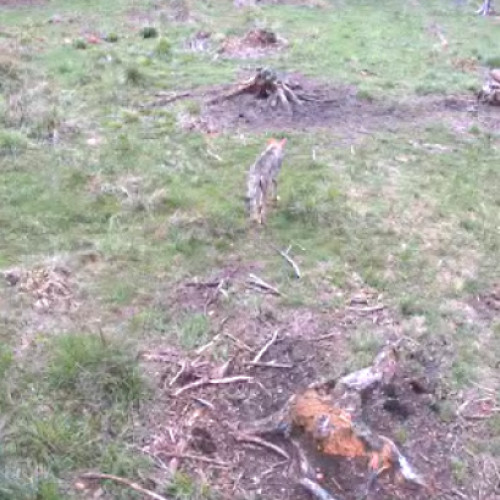 Lup surprins în fondul Calatele, județul Cluj