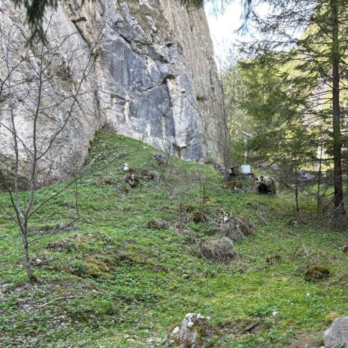 Urs observat în Rezervația Cheile Sugaului-Munticelu