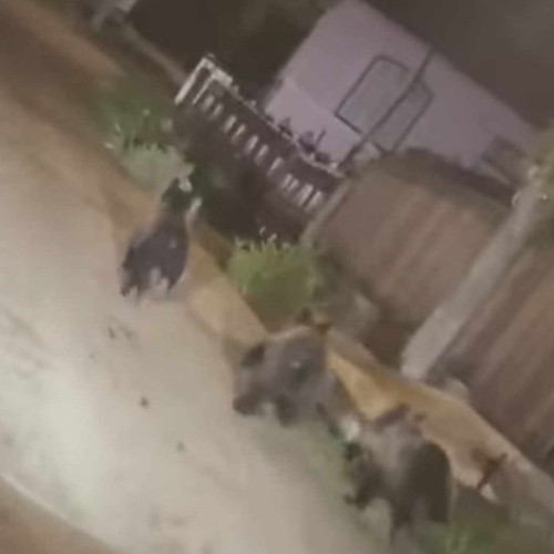 Oamenii din Vrancea sunt îngrijorați de prezența urșilor în localități