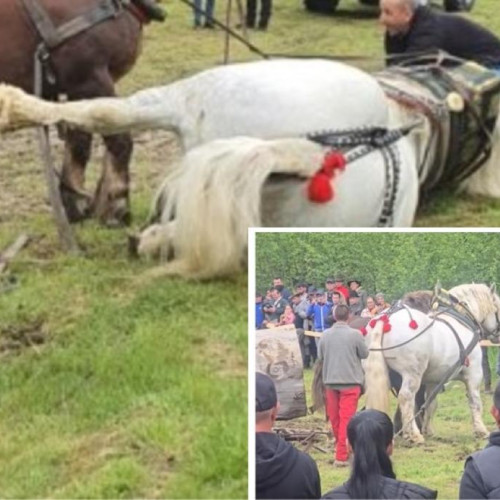 Caz de deces suspect al unui cal la un concurs în Cormaia