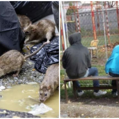 Problema mizeriei și a rozătoarelor în Gheorgheni, Cluj