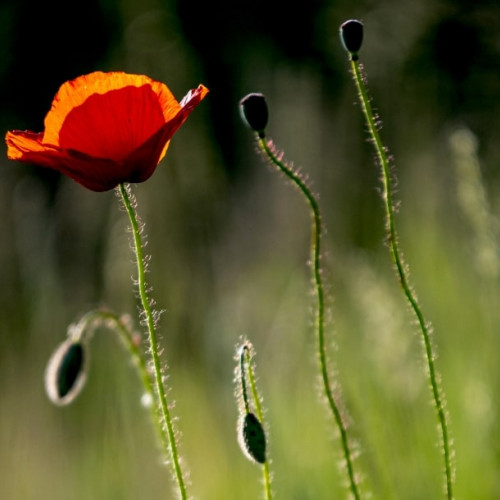 Prognoza meteo pentru următoarele două săptămâni în România