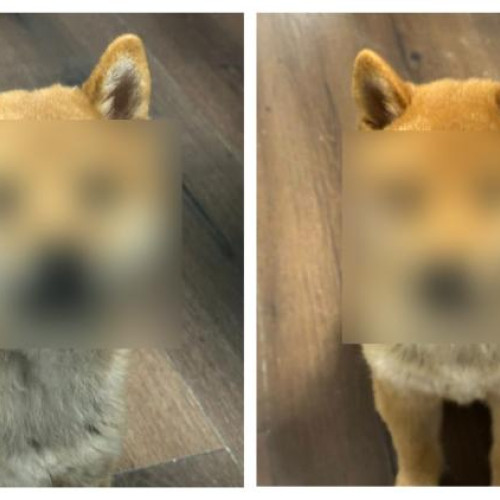 Incident serios la un hotel canin din Cluj: un cățeluș de 3 luni a fost rănit grav