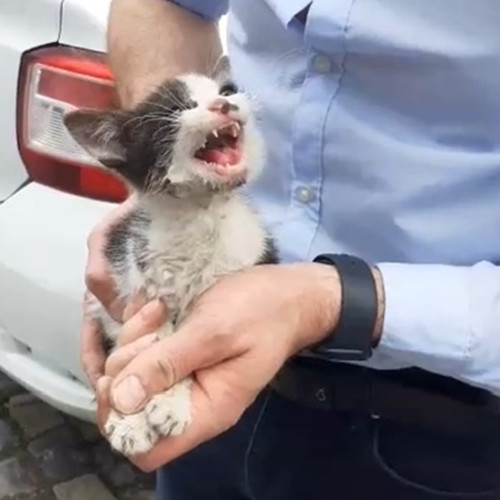 Pisică salvată din motorul unei mașini la Botoșani