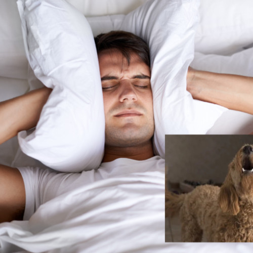 Zgomotul câinilor dintr-un cabinet veterinar deranjează vecinii din Cluj