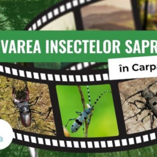 Au fost anunţaţi câştigătorii concursului "Insectele saproxilice şi pădurea"
