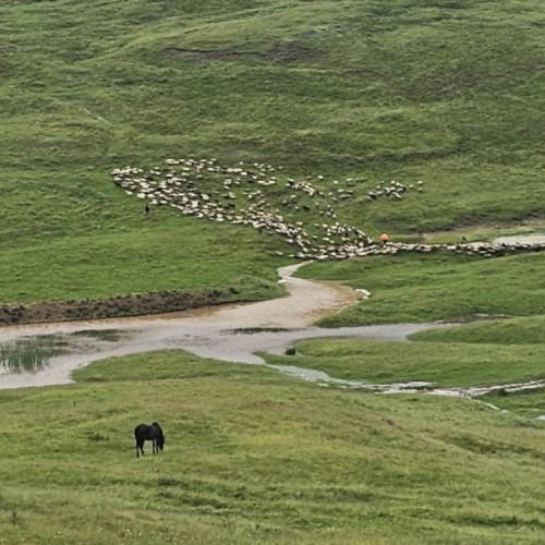 Avertizări privind inundațiile: ANSVSA oferă recomandări pentru proprietarii de animale