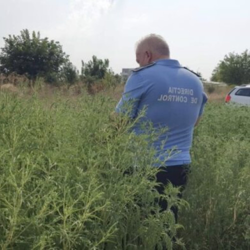 Primăria Sectorului 5 în acțiune împotriva ambroziei