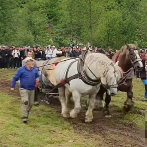 Moartea unui cal în urma unui concurs de tracțiune în Bistrița-Năsăud
