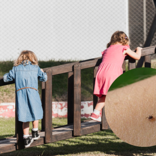 Parcurile din Cluj, invadate de capuse!