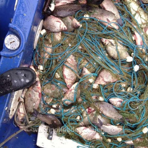 Braconaj piscicol descoperit la Poiana Largului
