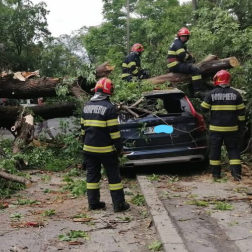 Copac prăbușit pe strada General Constantin Budisteanu, traficul complet blocat