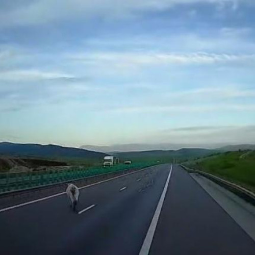 Vacă plimbându-se pe Autostrada A3, în trafic